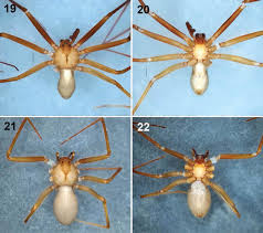 La araña reclusa marrón tiene alrededor de una pulgada (2.54 cm) de largo. Como Identificar La Arana Violinista Nativa Valle De Mexico Noticieros Televisa