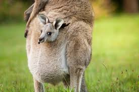 baby kangaroo may hold the key to