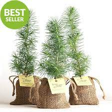 pine tree plant seedling favor