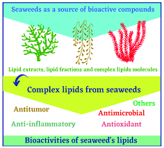 complex lipids from seaweeds as