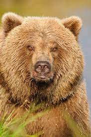 grizzly bear photos alaska bear