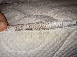 foam mattress bed bugs foam matratzen