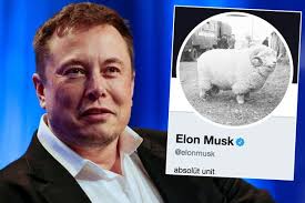Here's is a roundup of all the suggestions he's agreed to on twitter. Elon Musk Changes Twitter Picture To Sheep And There S A Hilarious Reason Why Mirror Online