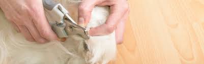 dog nail t and ear cleaning