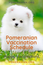 Pomeranian Vaccination Schedule