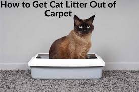 how to get cat litter out of carpet a