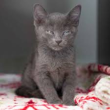 Cats shown below are available for adoption in new york city. Tips For Adopting A Cat