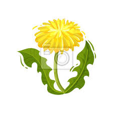 Dandelion With Yellow Flower And Green