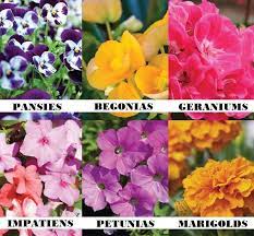 When Should I Plant Annual Flowers