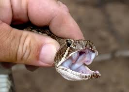 python mouth stock photos royalty free