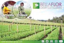 bellaflor group ecuador danziger