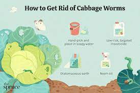 how to get rid of cabbage worms