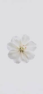 white flower on a white background 4k