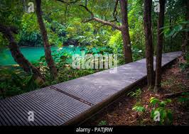 Image result for MacRitchie Nature Trail & Reservoir Park singapore