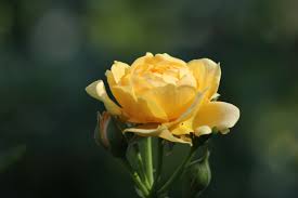 a yellow rose in close up photography