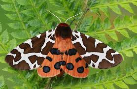 tiger moths suamily arctiinae