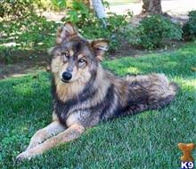 English noblemen sometimes bought wolf dogs because they viewed these dogs a scientific oddity. Wolf Dog Puppies For Sale