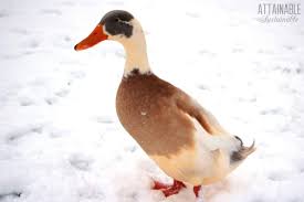 how to care for ducks in the winter