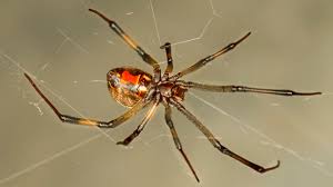 False black widow spiders are less harmful to humans than black widows, however, their bite can still be extremely painful. Brown Widow Bite Symptoms Treatment Prevention Pictures