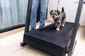 9 diy dog treadmills you can build
