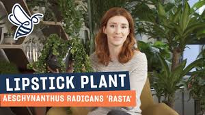 lipstick plant care tips you