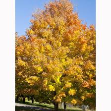 17 amazing types of maple trees