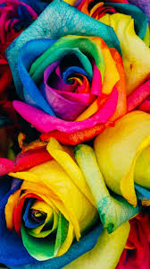 rainbow roses wallpaper iphone