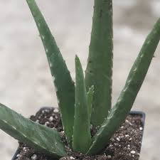 3.7 out of 5 stars 73. Aloe Vera Plants For Sale Free Shipping