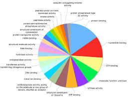 A Piechart Of The 25 Most Frequent Molecular Function Gene
