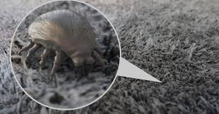how to get rid of mites step by step