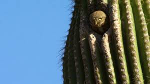 Nama liliputana diambil dari novel. Kumpulan Tumbuhan Unik Kaktus Myrokan