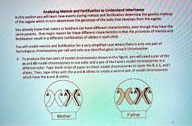 yzing meiosis and fertilization to