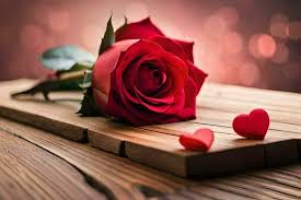 love rose stock photos images and