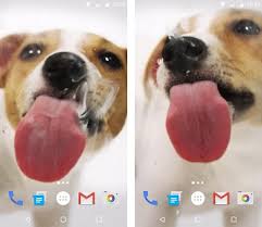 dog licks screen wallpaper 2019 apk