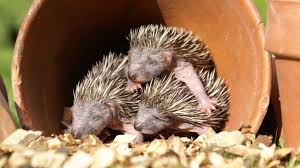 I really couldn't tell you from expierence. Bbc Earth Living In Harmony With Hedgehogs