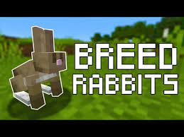 how to breed rabbits in minecraft all