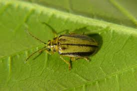 Elm Leaf Beetle Abc News Australian Broadcasting Corporation