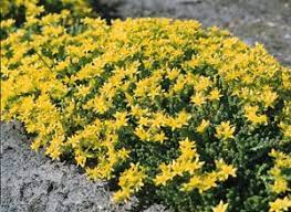 sedum acre stonecrop gold moss