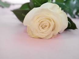 white roses lie on pink background