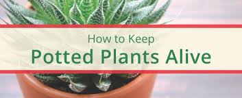 how to keep potted plants alive