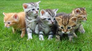 Kitten Growth Chart Raising Happy Kittens