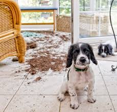 Puppy Proofing Tips For Your Home And