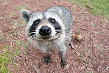 Raccoon Wikipedia
