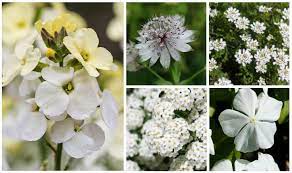 10 beautiful white flowering perennials