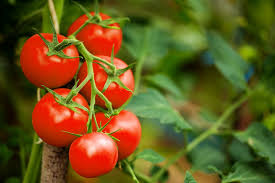 phenomenal health benefits of tomatoes