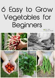 grow in a beginner vegetable garden