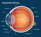 Resultado de imagem para partes del ojo