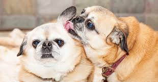 why do dogs lick each other s ears