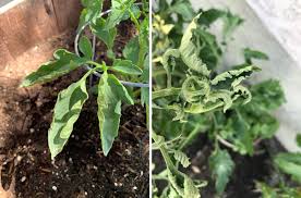 Check spelling or type a new query. Tomato Leaf Curl Why Are My Tomato Plant Leaves Curling