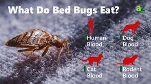 What Do Bed Bugs Eat Az Animals